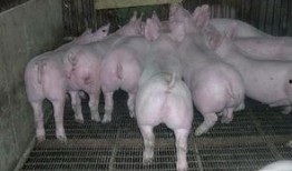 小猪崽崽爆料是真的吗视频,小猪崽崽爆料视频真实性揭秘