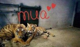 今日动物爆料最新消息图片,奇趣瞬间，捕捉动物界的瞬间精彩