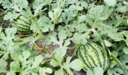 吃网红瓜的平台叫啥了呀,揭秘“吃瓜群众”的新阵地