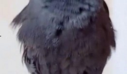 八哥最新爆料视频大全集,揭秘娱乐圈幕后真相