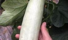 网红瓜都是谁吃的啊视频,揭秘网红瓜背后的神秘食客