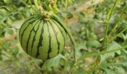 麦地网红吃瓜,揭秘网络红人的幕后故事