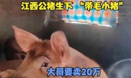 孤独小猪被大哥爆料视频,揭秘背后惊人真相