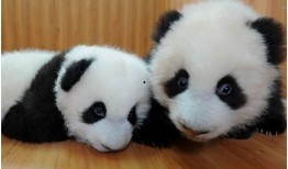 今日动物爆料最新消息图片,奇趣瞬间，捕捉动物界的瞬间精彩