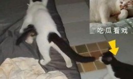 吃瓜看戏在线观看免费,吃瓜看戏，尽在指尖！