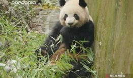 山猫爆料视频完整版,完整版内容深度解析