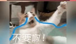 娱乐吃瓜今天直播吗,娱乐吃瓜，精彩内容不容错过！