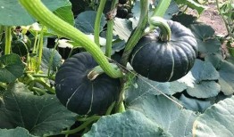 吃网红瓜的平台叫啥了呀,揭秘“吃瓜群众”的新阵地