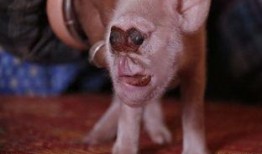 小猪崽崽爆料是真的吗视频,小猪崽崽爆料视频真实性揭秘