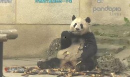 山猫爆料视频完整版,完整版内容深度解析